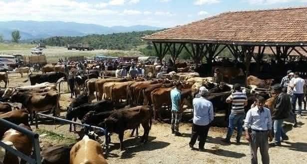 Kurban Bayramı öncesi korkutan gelişme! Tosya'da 15 köydeki tüm hayvanlar karantina altında