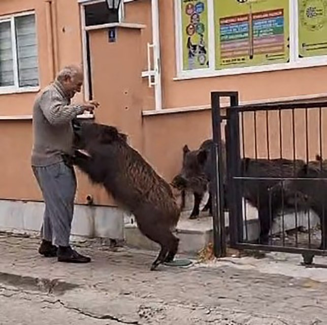 Marmarisli vatandaş bahçeye giren domuzları ekmek vererek uzaklaştırdı