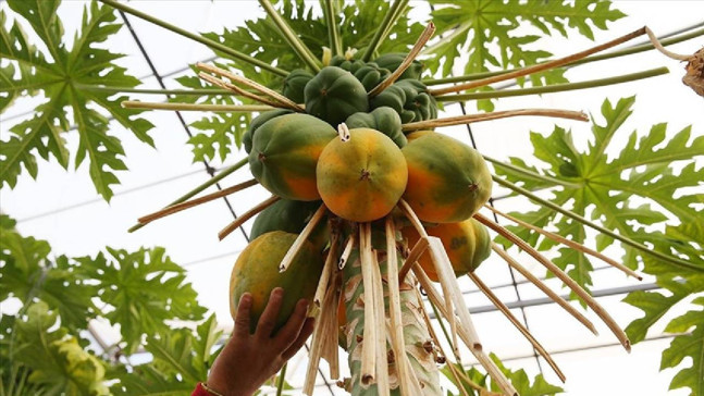 Avokado aşkı mı, su felaketi mi? İzmir'in ezber bozan gerçekleri