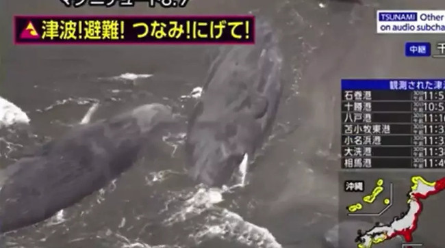 Rusya'daki deprem Japonya'yı sarstı!  Tsunami sonrası canlı yayında balinalar karaya oturdu - Resim : 2