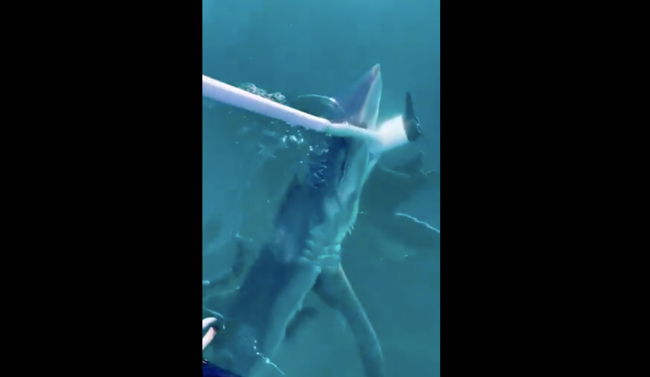 Antalya ve Muğla’da köpek balığı alarmı: Korku dolu anlar kamerada! Tekneye saldırdı...