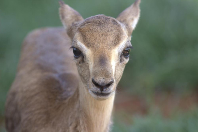 Hatay dağ ceylanı kurtuldu: Nesli tehlikedeki türün sayısı bin 504’e ulaştı - Resim : 2