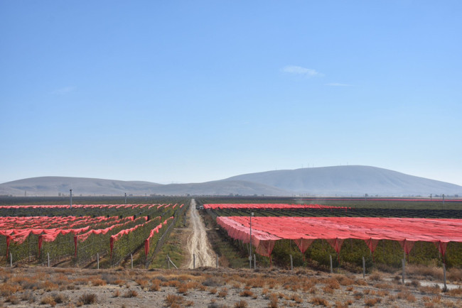 Karaman’da 3 milyon elma ağacıyla dünya devi oldu: Yılda 3,5 milyar TL ciro yapıyor! Üretimin yüzde 80’i ihracata gidiyor... - Resim : 3
