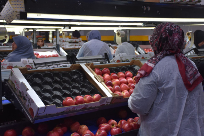 Karaman’da 3 milyon elma ağacıyla dünya devi oldu: Yılda 3,5 milyar TL ciro yapıyor! Üretimin yüzde 80’i ihracata gidiyor... - Resim : 2