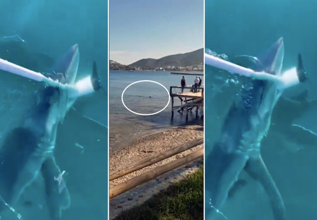 Antalya ve Muğla’da köpek balığı alarmı: Korku dolu anlar kamerada! Tekneye saldırdı... - Resim : 3