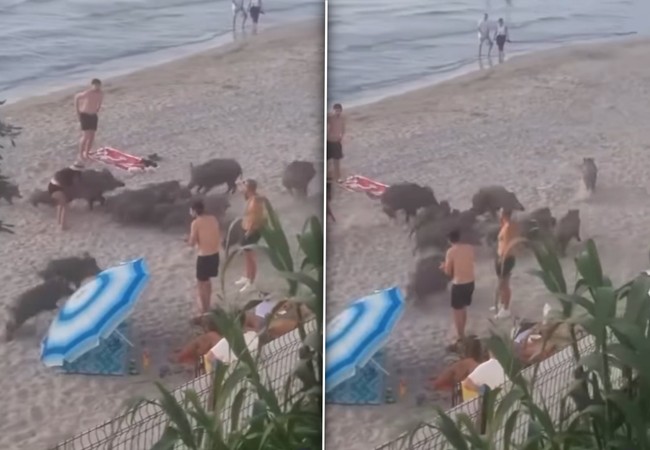 Domuz sürüsü Kadınlar Denizi Plajı’nı bastı!  Kimi kaçtı, kimi cesurca müdahale etti