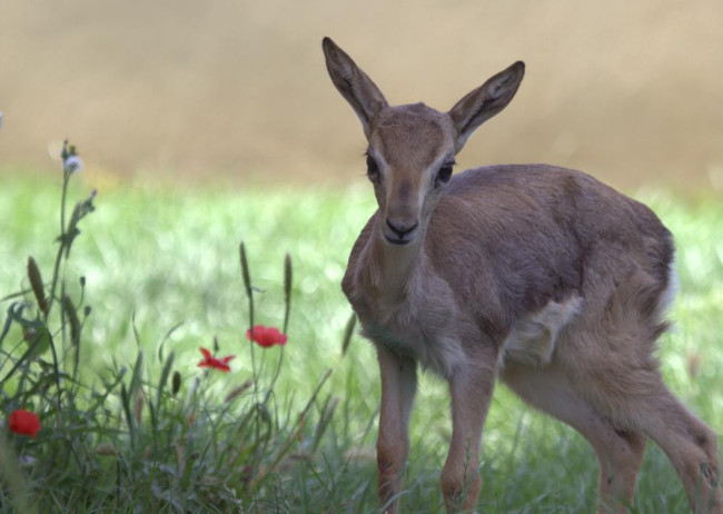 Hatay dağ ceylanı kurtuldu: Nesli tehlikedeki türün sayısı bin 504’e ulaştı