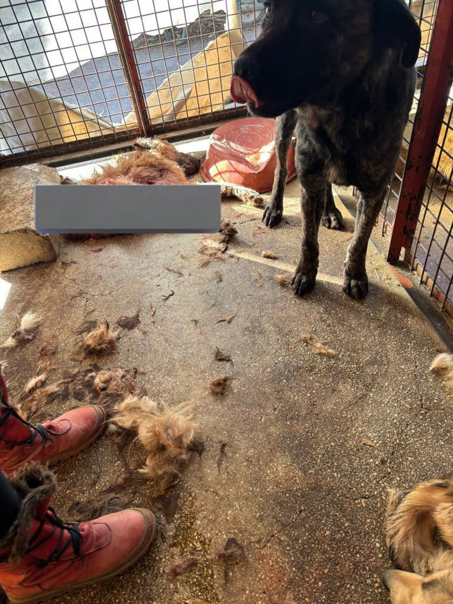 CHP'li Mamak Belediyesi'nde skandal! Köpekler açlıktan birbirini yedi... Barınaktaki köpekleri tek tek sokağa saldılar!