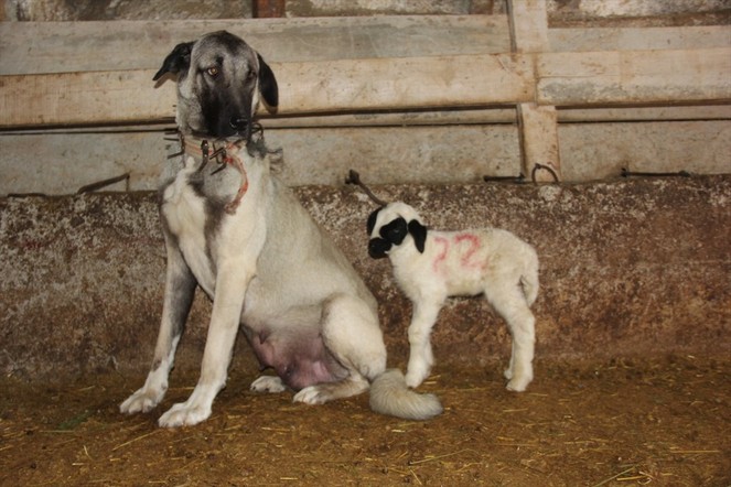 Sivas'ta kuzuyu emziren Kangal köpeği ilgi odağı oldu! - Resim : 3