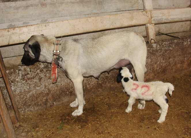 Sivas'ta kuzuyu emziren Kangal köpeği ilgi odağı oldu! - Resim : 2