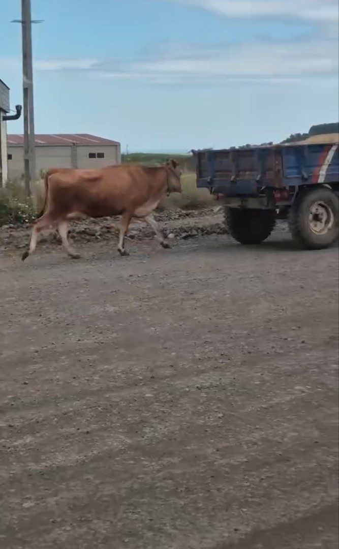 Hayvana eziyet kamerada! Traktörün arkasına bağladığı ineği sürükleyerek götürdü