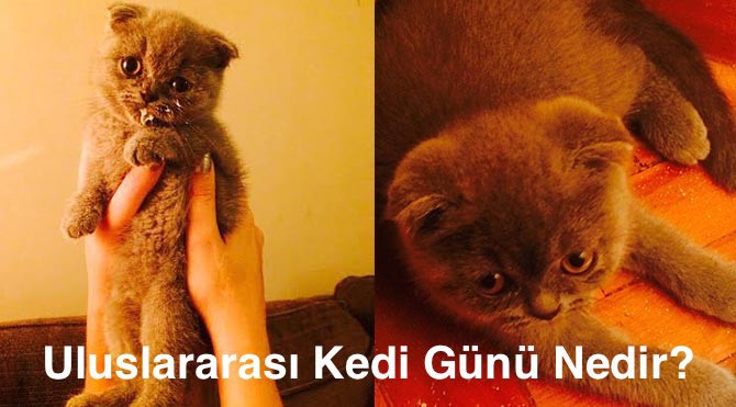 Uluslararası Kedi Günü nedir? Uluslararası Kedi Günü nasıl kutlanır?