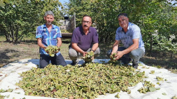Bursa’da hasadı başlayan fındık, üreticilerine rekor seviyede gelir sağlayacak