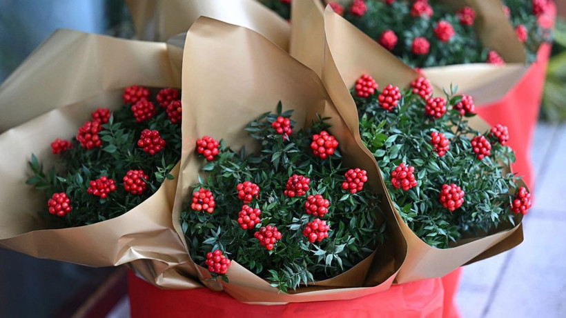 Parası olmayana para getirdiğine inanılıyor! Kokina çiçeğine yoğun talep: Demeti 300-350 TL arasında - Fotoğraf: 5