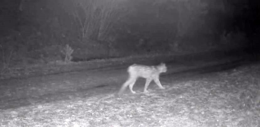 Çankırı’da “Ormanın Hayaleti” vaşak kamerada! Yaban hayatı görüntülendi - Resim : 2