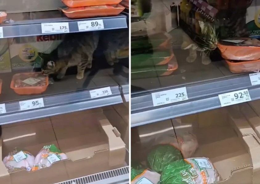 İstanbul’da zincir market rezaleti! Et reyonunda kedi, raflarda tarihi geçmiş yumurta