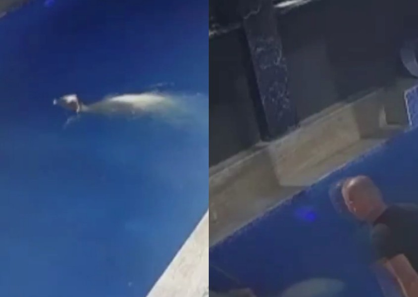 Kurbanlık koçun havuz sefası! Sahibinden kaçıp havuza atladı