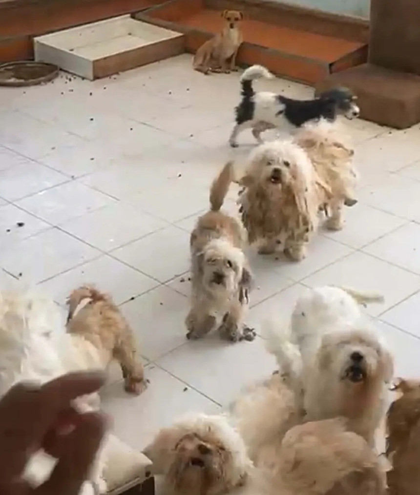 20 köpeği sağlıksız şekilde evde tutan kişiye 2 milyon 507 bin lira ceza