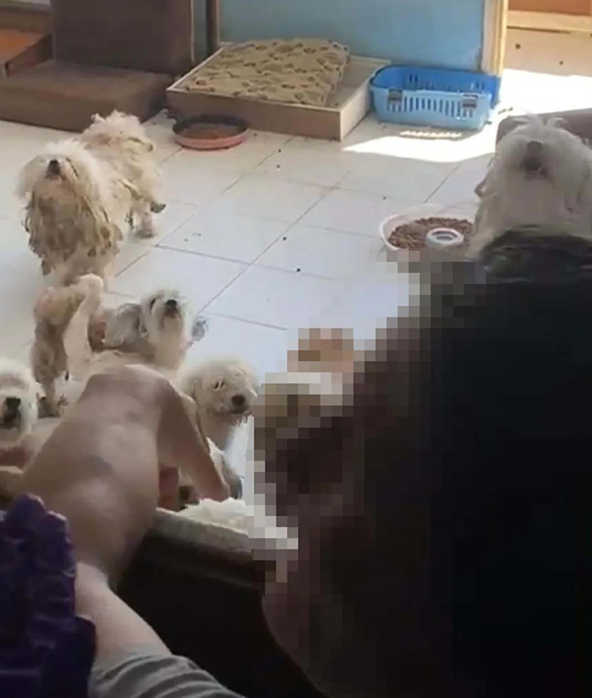 20 köpeği sağlıksız şekilde evde tutan kişiye 2 milyon 507 bin lira ceza - Resim : 2