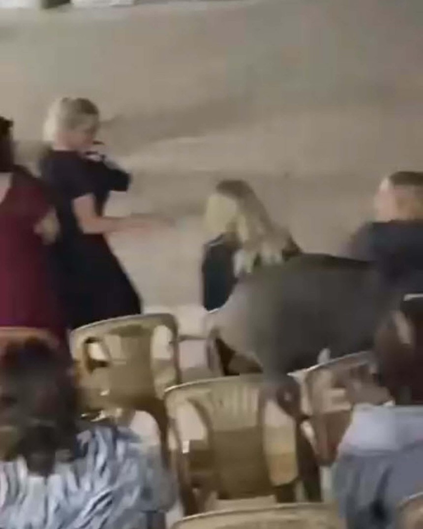 Yaban domuzu düğüne daldı! Bodrum'daki sokak düğününde davetsiz misafir paniği - Resim : 2