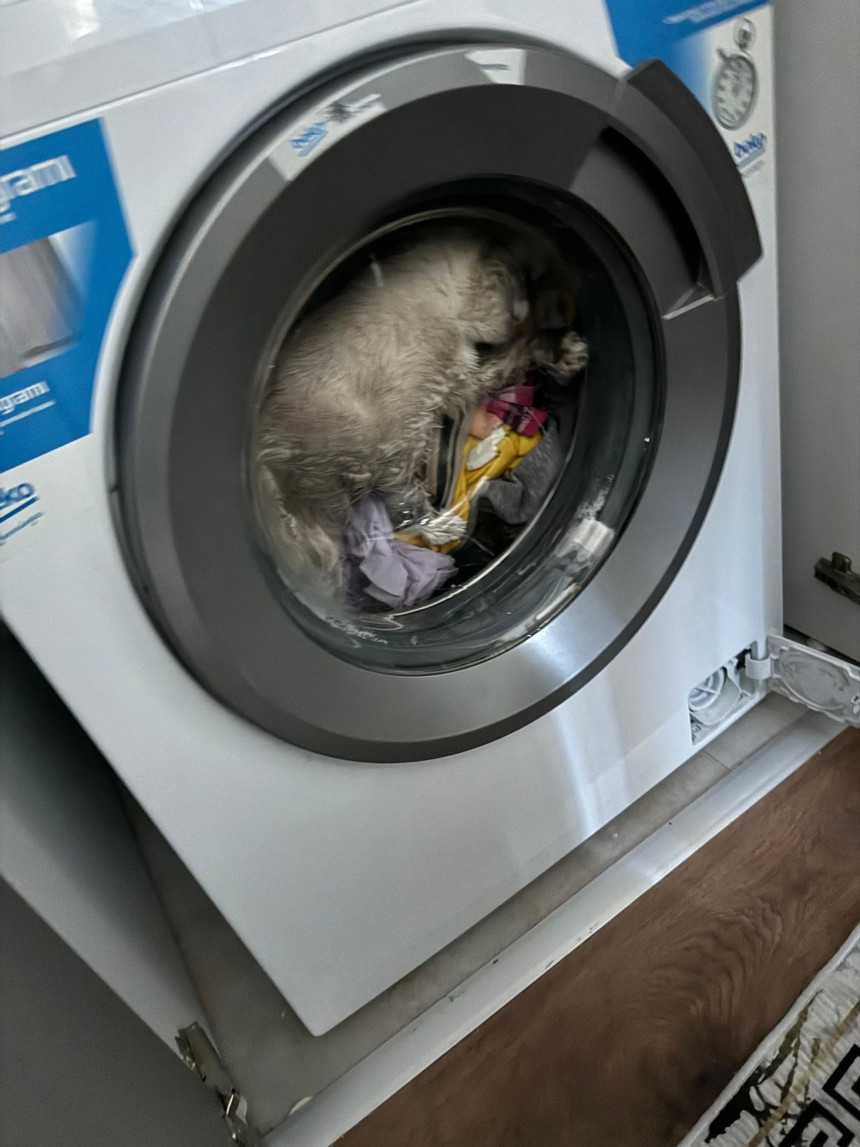 Çamaşır makinesinde mahsur kalan kediyi Kahramanmaraş itfaiyesi kurtardı