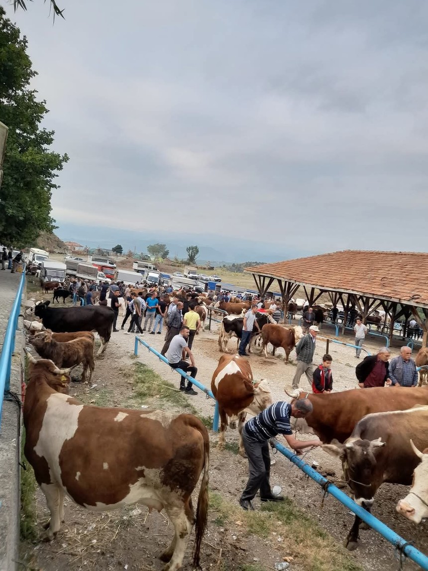 Kurban Bayramı öncesi korkutan gelişme! Tosya'da 15 köydeki tüm hayvanlar karantina altında - Resim : 2