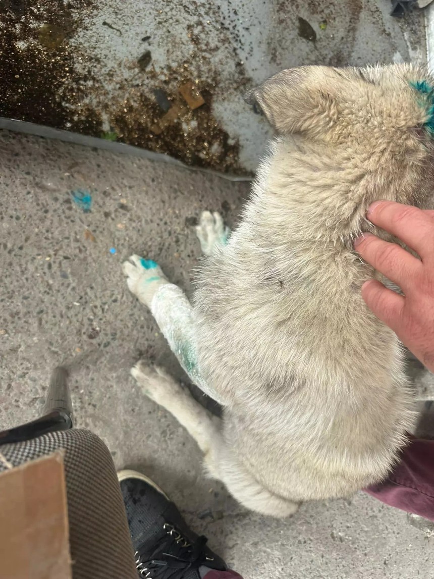 Şakaydı sonunda bu da gerçek oldu: Bu kez insan köpeği ısırdı! - Resim : 2