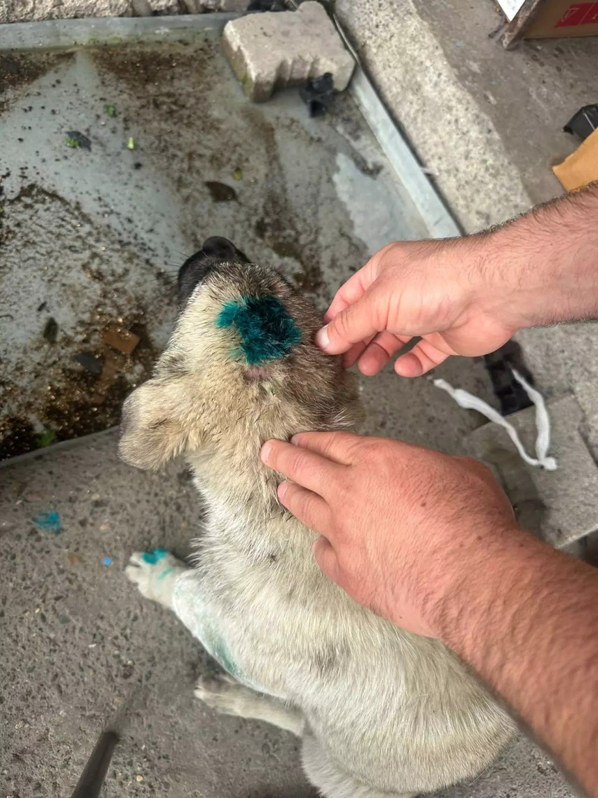 Şakaydı sonunda bu da gerçek oldu: Bu kez insan köpeği ısırdı!