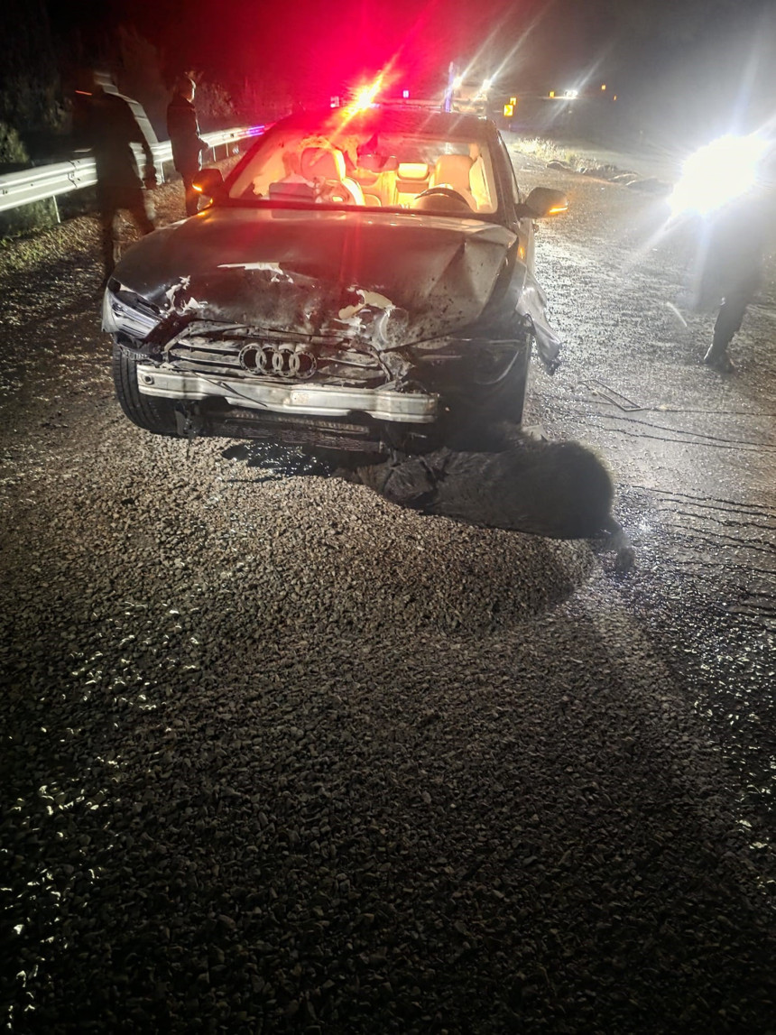 Sinop Belediye Başkanı Metin Gürbüz’ün makam aracı domuz sürüsüne çarptı - Resim : 2