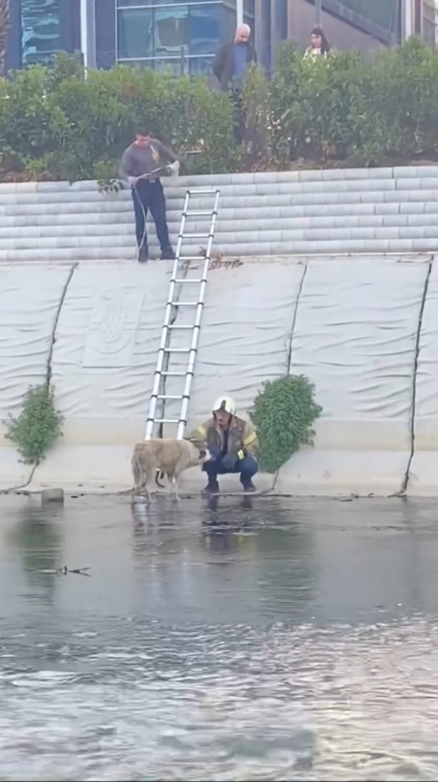 Derede mahsur kalan köpeği Kağıthane itfaiyesi kurtardı