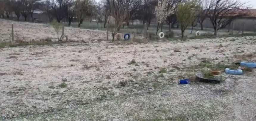 Konya’da dolu alarmı! Hububatta kök hastalığı riski artıyor