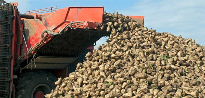Şeker pancarı alım fiyatı belli oldu