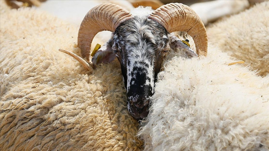 Kurban Vekaleti! Diyanet Kurban Vekaleti Açıklaması