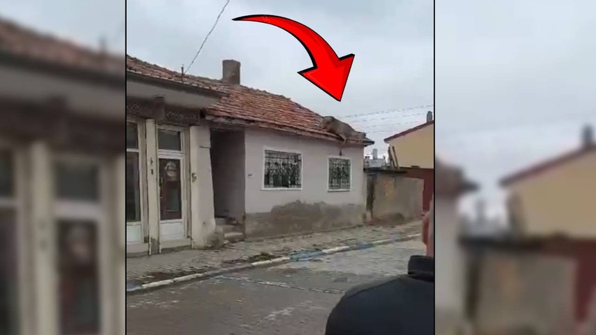 Sokak köpeklerinden kaçan geyik 4 metre yüksekliğindeki evin çatısına sığındı!