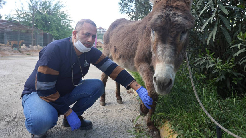 Yol ortasındaki eşeği otomobiliyle ezdi, ehliyetine 6 ay süreyle el konuldu - Resim : 2