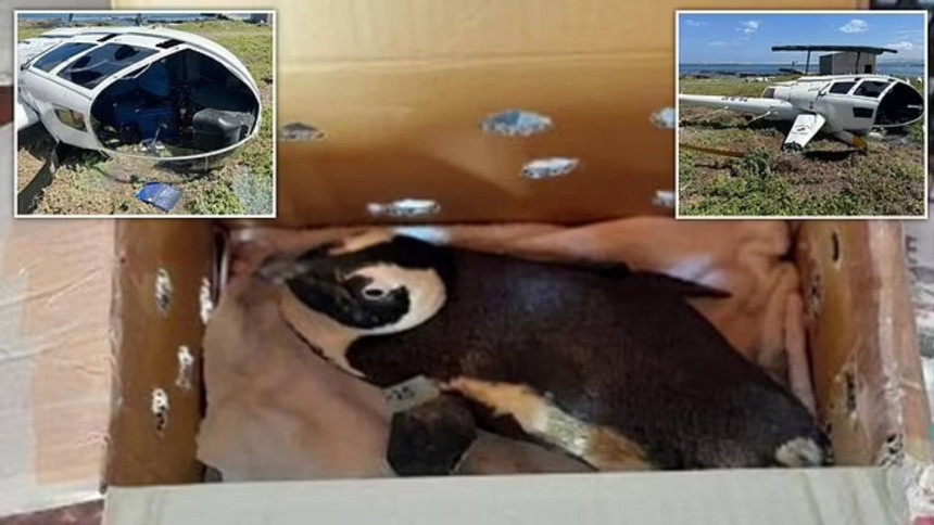 Güney Afrika'da bir penguen helikopter kazasına neden oldu