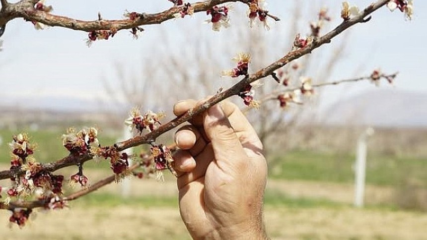 Malatya'da zirai don! Kayısı bahçelerinde hasar tespiti yapılıyor...