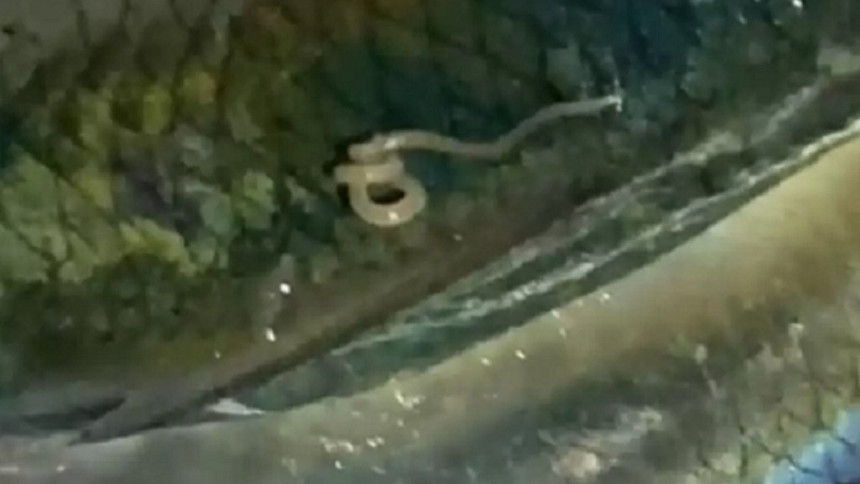 Balıklarda parazit kabusu! Uzman isimden gelen açıklama korkuttu... - Resim : 2