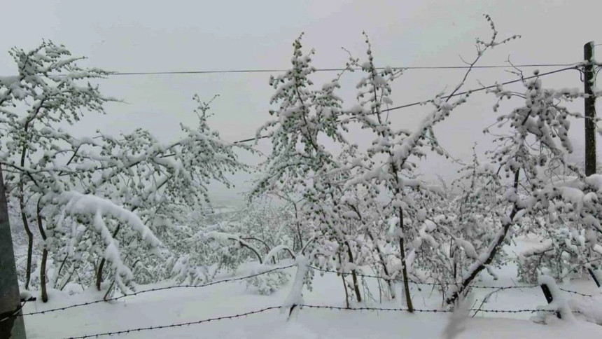 Zirai don fındığı vurdu! Rekolte kaybı %30’a ulaştı! Fiyatlar yükselecek mi?