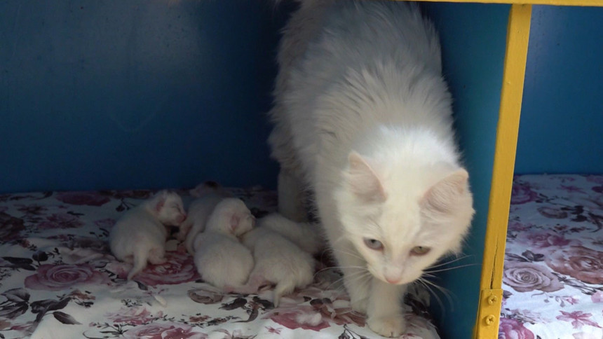 Van’ın incisi ‘Su’ 5 yavru dünyaya getirdi - Resim : 2