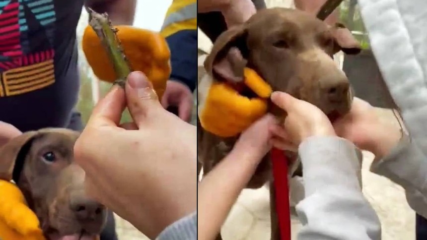 Genç kız boğazına ağaç parçasını takılan köpeğin hayatını böyle kurtardı