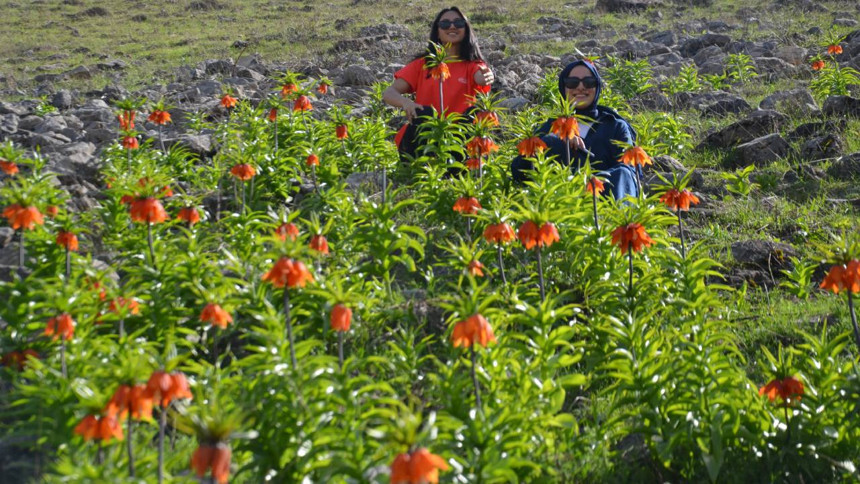 Doğaseverler ve fotoğraf tutkunları ters laleler için Muş'a koştu