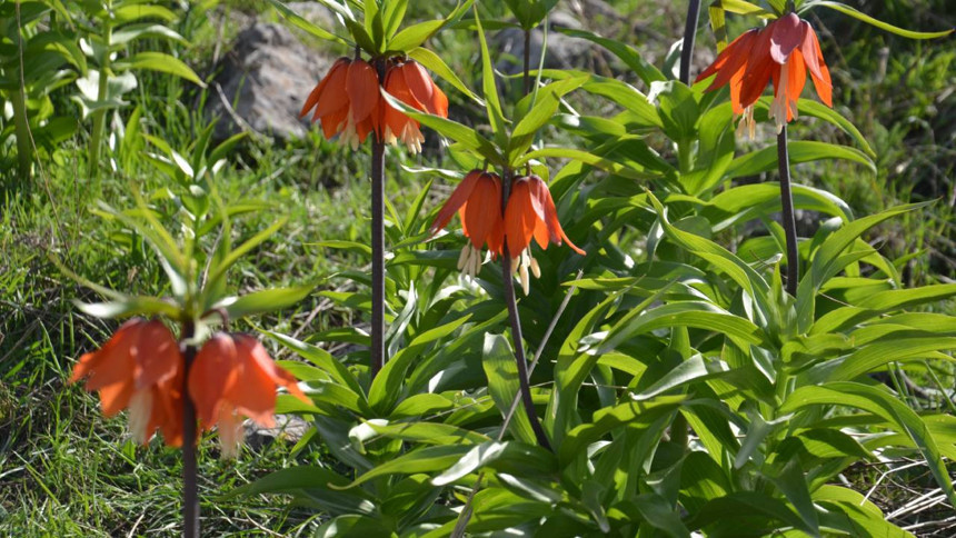 Doğaseverler ve fotoğraf tutkunları ters laleler için Muş'a koştu - Resim : 2