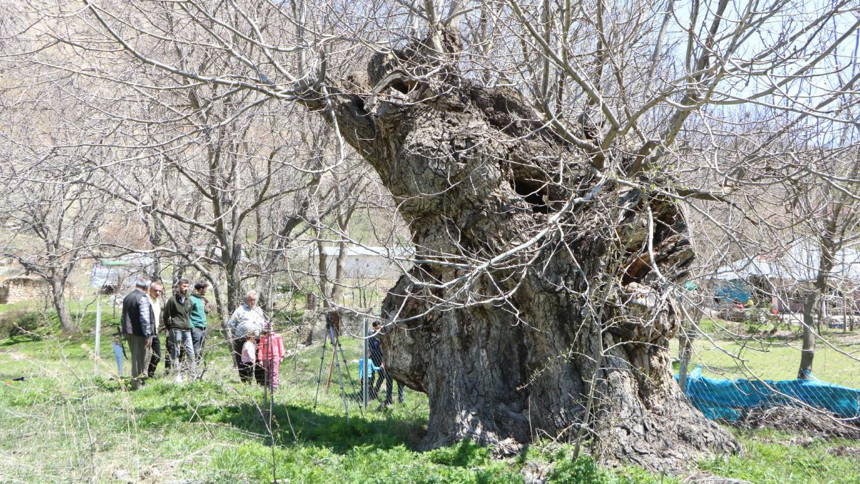 Hakkari'de asırlık ceviz ağacının kovuğuna 12 kişi sığdı