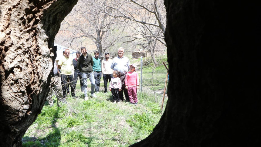 Hakkari'de asırlık ceviz ağacının kovuğuna 12 kişi sığdı - Resim : 2