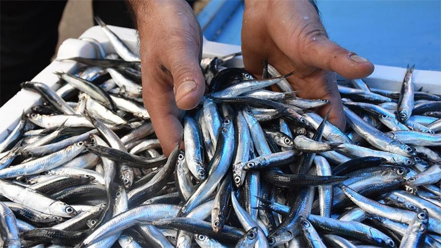 Hamsi ihracatı rekor kırdı! Belçika zirvede, 3,1 milyon dolar gelir