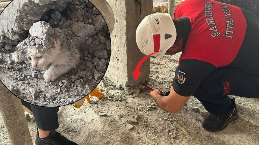 Şanlıurfa'da bir inşaatta kalıbın içerisine giren yavru kedinin üzerine beton döküldü - Resim : 2