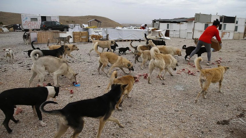 Ankara'da tehlike büyük: Valilik başıboş köpek sayısını açıkladı! - Resim : 2