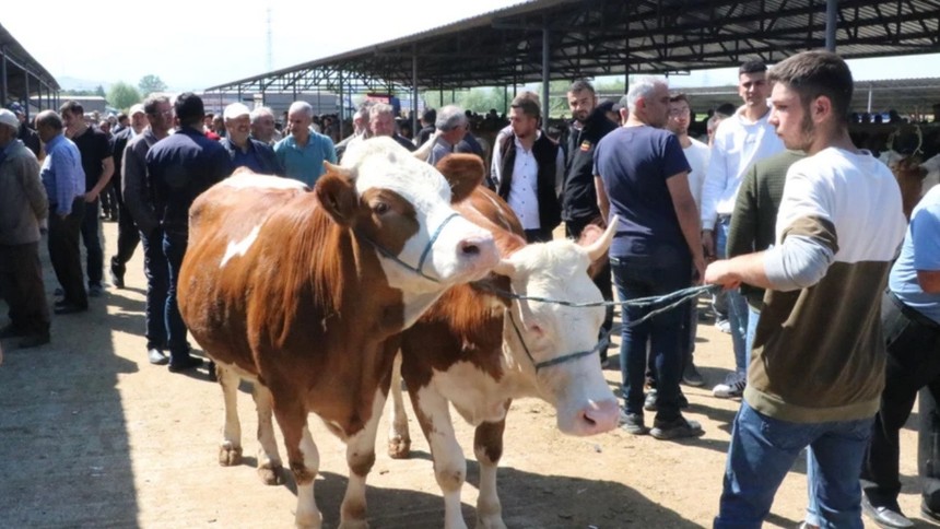 Et ve Süt Kurumu’ndan üreticiye bayram desteği! Satılmayan kurbanlıklar satın alınacak