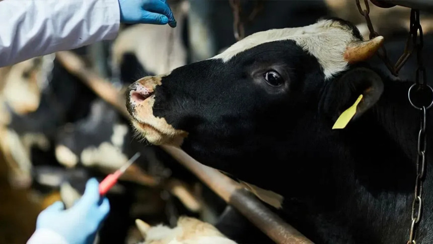 Tarım ve Orman Bakanlığı’ndan şap aşısı ve et fiyatları açıklaması! Durum kontrol altında